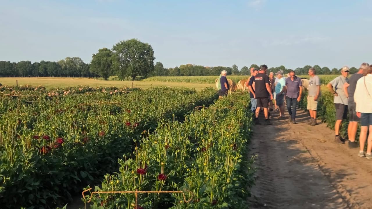 Buurtschap Schijf