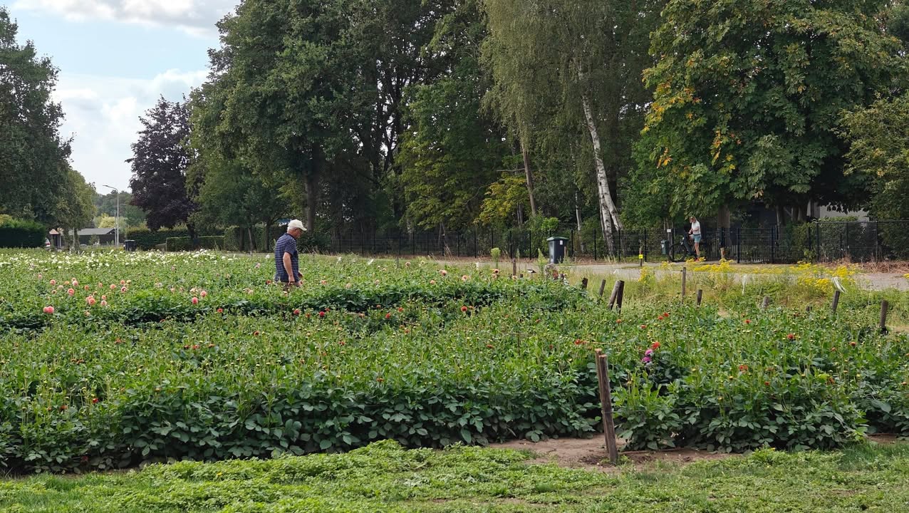 Buurtschap Schijf