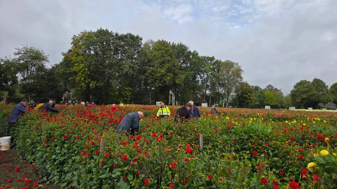 Buurtschap Schijf